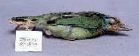 五色鳥藏品圖，第2張